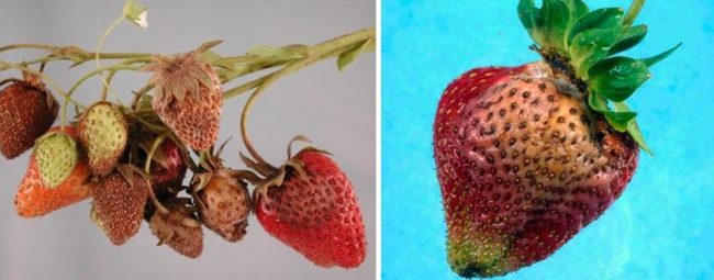 Признаки фитофторозной кожистой гнили на ягодах садовой клубники
