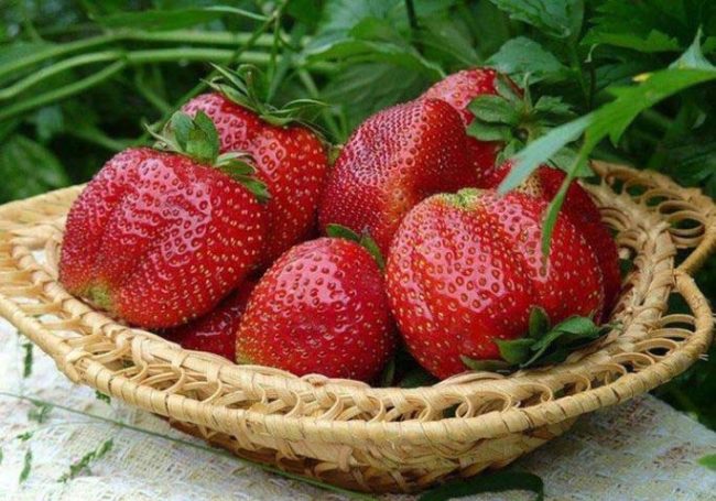 Крупные ягоды клубники Машенька в плетенной корзинке