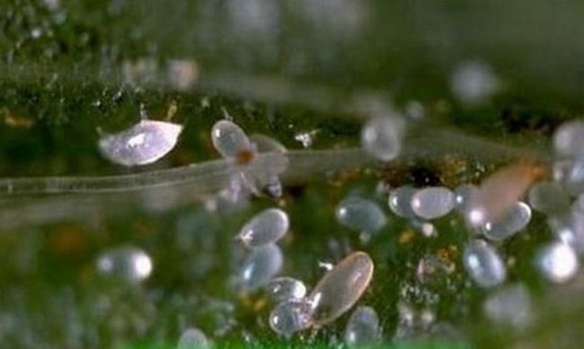 Яйца паутинного клеща на листе клубники