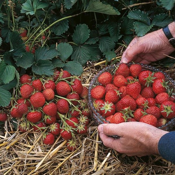Урожай ягод клубники сорта Эльсанта
