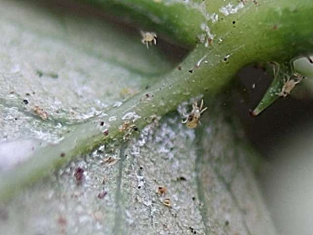 Паутинные клещи вблизи на листе