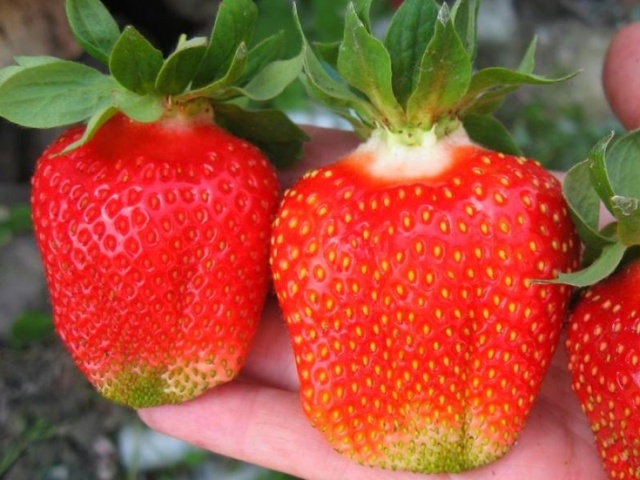 Две крупные ягоды клубники сорта Азия, выращенные в саду Белоруссии