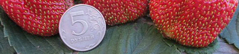 Плоды клубники Дарселект и пятирублевая монета
