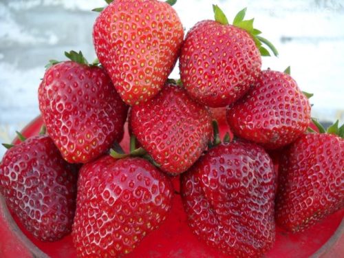 Крупные ягоды клубники сорта Дукат