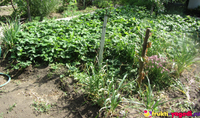 Чеснок рядом с плантацией клубники на садовом участке