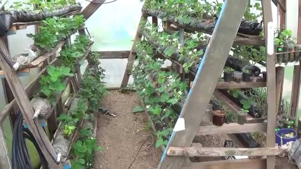 Выращивание клубники в теплице круглый год: технология и методы