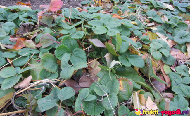 Кусты клубники осенью на садовом участке