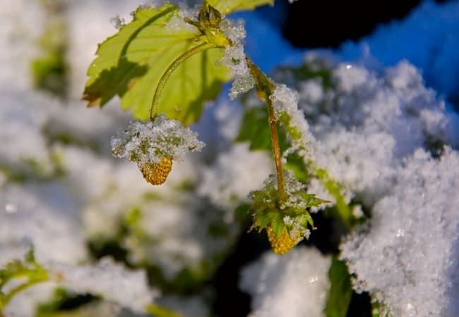 Ветка клубники под неожиданно выпавшим снегом