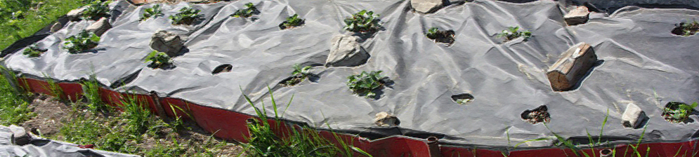 Кусты клубники под укрытием агроволокно
