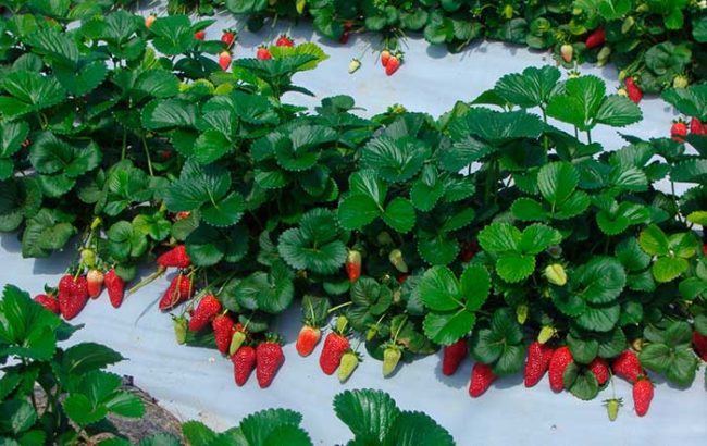 Кусты клубники Роксана со спеющими ягодами