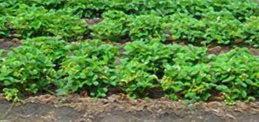 Грядка клубники на садовом участке средняя полоса России