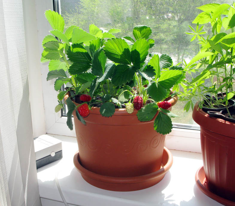 Как вырастить клубнику в домашних условиях круглый год: обзор сортов