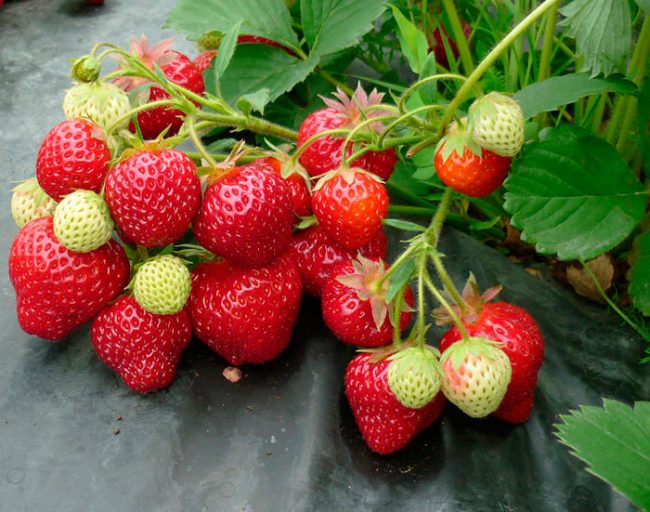 Плоды клубники Женева, рекомендованной для выращивания на Урале