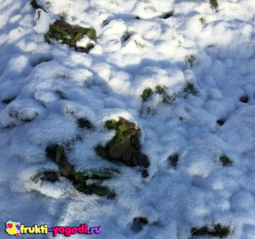 Клубника в снегу зимой без обрезки