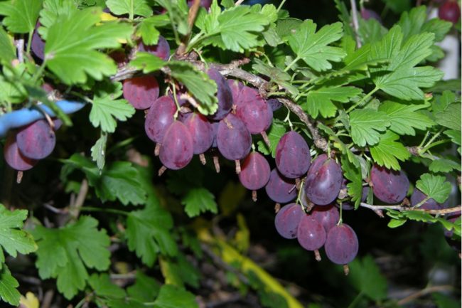Крепкая ветка крыжовника селекционного сорта Грушенька, усыпанная спелыми, темно-фиолетовыми ягодами