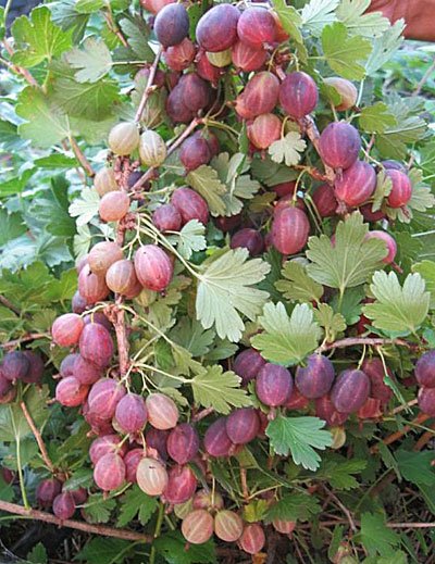 Ветки шиповника Колобок с ягодами правильной овальной формы