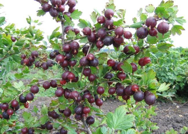 Куст крыжовника «Черносливовый» с крупными фиолетовыми ягодами