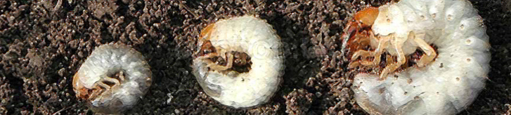 Стадия роста личинки майского жука