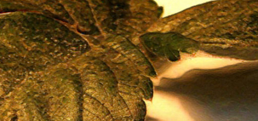 Листья клубники поражённые клещом