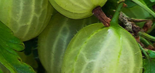 Крыжовник сорта малахит вблизи плоды на кусте