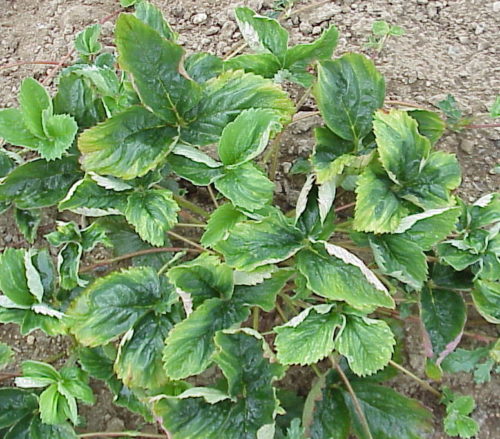 Куст клубники со скрученными листьями, признак появления мучнистой росы