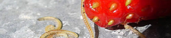 Нематода на клубнике: фото, методы борьбы и препараты