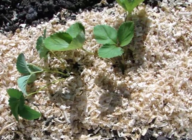 Кустик садовой клубники на грядке, покрытой толстым слоем сосновых пилок