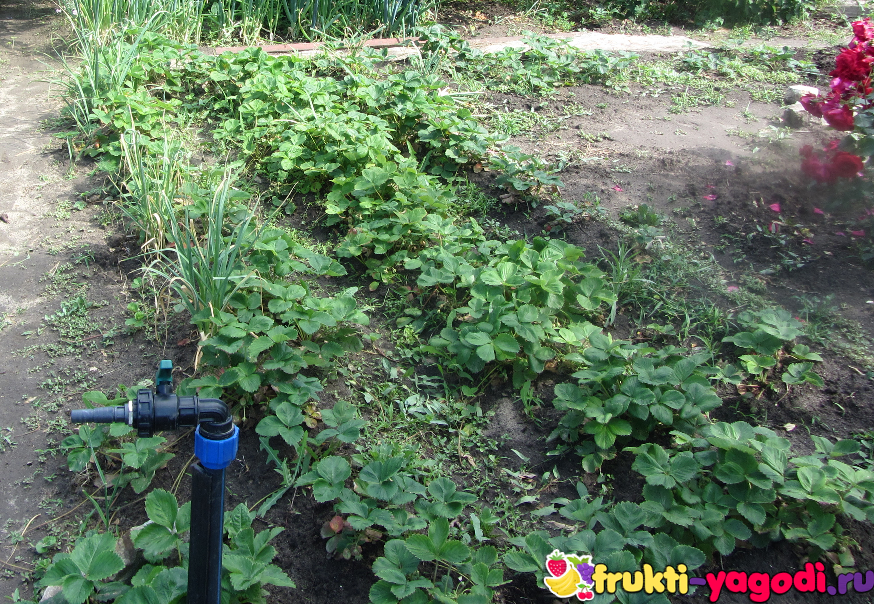Как выращивать клубнику в открытом грунте: пошаговая инструкция