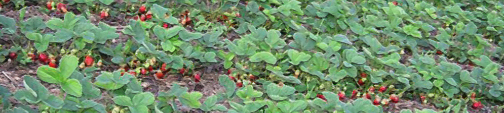 Как выращивать клубнику в открытом грунте — пошаговая инструкция