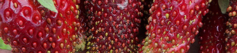 Плоды клубники Купчиха вблизи