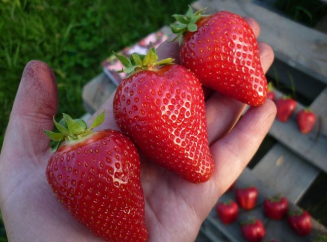 Три сладкие ягоды в ладони садовода любителя