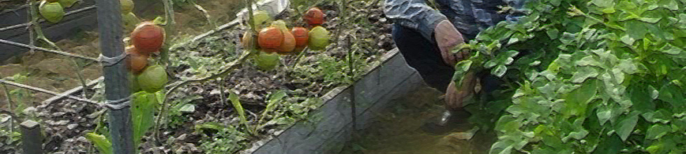 Кусты помидор на садовом участке