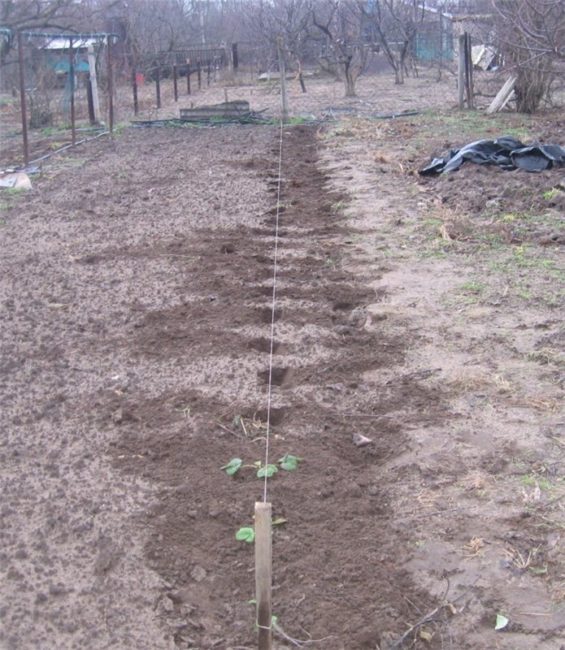 Подготовка в саду места для посадки клубники