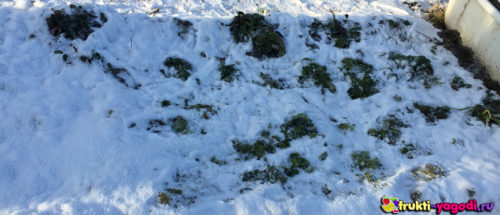 Ремонтантная клубника под слоем снега вблизи.