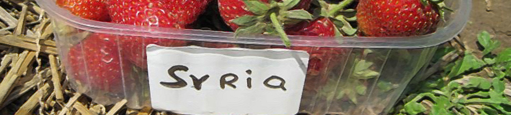 Сорванные спелые плоды клубники Сирия в пластиковой баночке