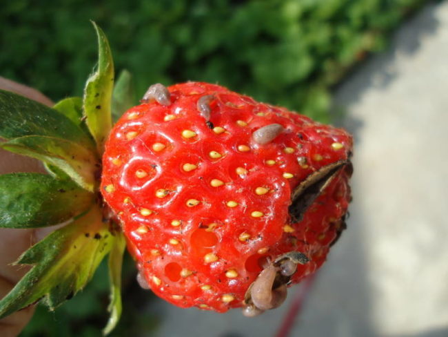 Красная ягода клубники и поедающие её слизни различных размеров