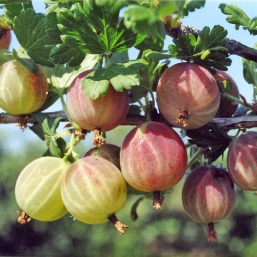 Ягоды на кусте крыжовника сорта "Салют"