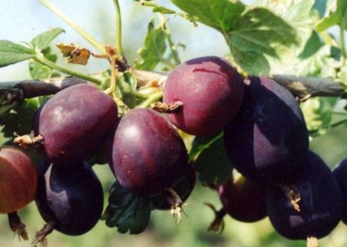 Фиолетовые ягоды на кусте крыжовника сорта «Черносливовый»