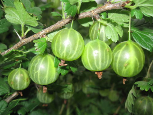 Зелёные ягоды крыжовника сорта "Малахит"