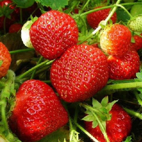 Куст клубники Сударушка с ягодами