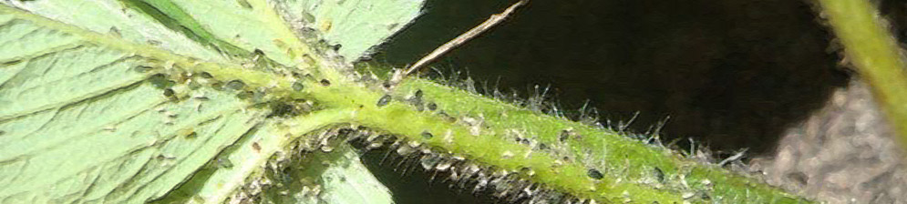 Тля на листе клубники вблизи