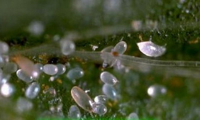 Земляничный прозрачный клещ на листе клубники вблизи под микроскопом