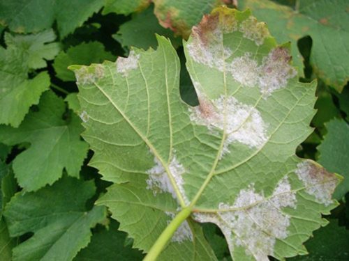 Заболевание милдью на листе винограда
