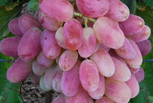 Крупные ягоды винограда сорта Юлиан почти созрели
