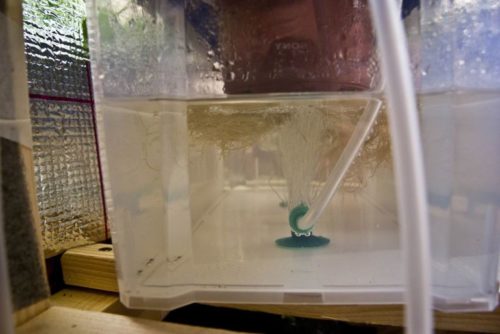 Корни клубники в водном растворе и пузырьки воздуха от аэратора, домашняя система гидропоники