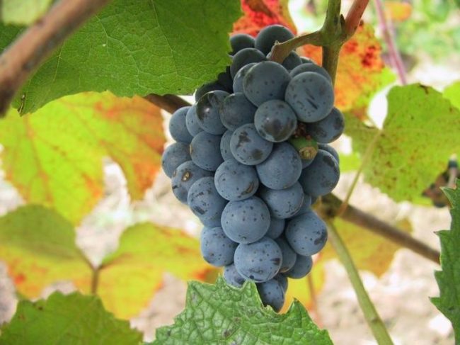 Аккуратная гроздь Амурского винограда с ягодами темно-синего цвета