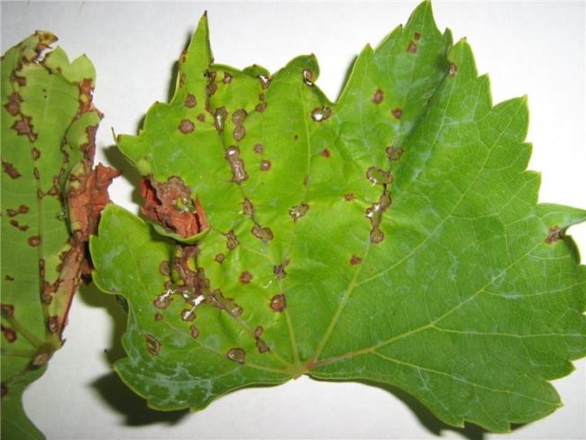 Виноградный лист с типичными для антракноза пятнами коричневой окраски