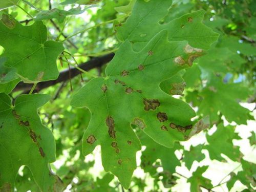 Листья винограда с признаками заболевания антракнозом, бурые пятна со светлой окантовкой