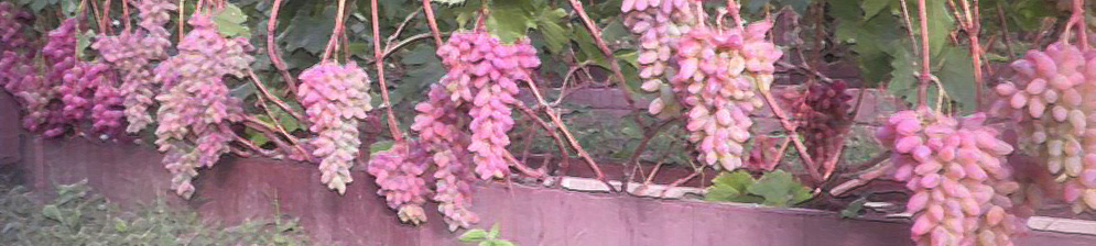 Поспевающие грозди винограда Анюта на кусте