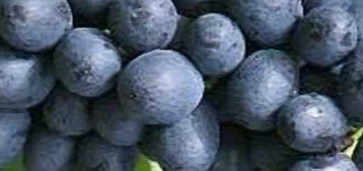 Плоды сорта винограда Аттика вблизи